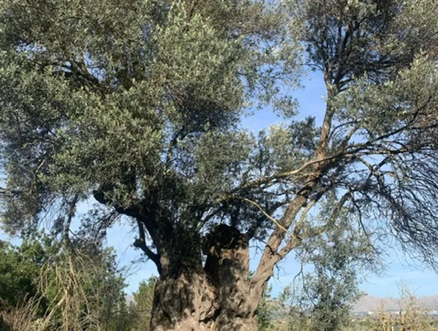 Vidunderlig grund med et licenseret byggeprojekt og havudsigt over Pollensa-bugten-6