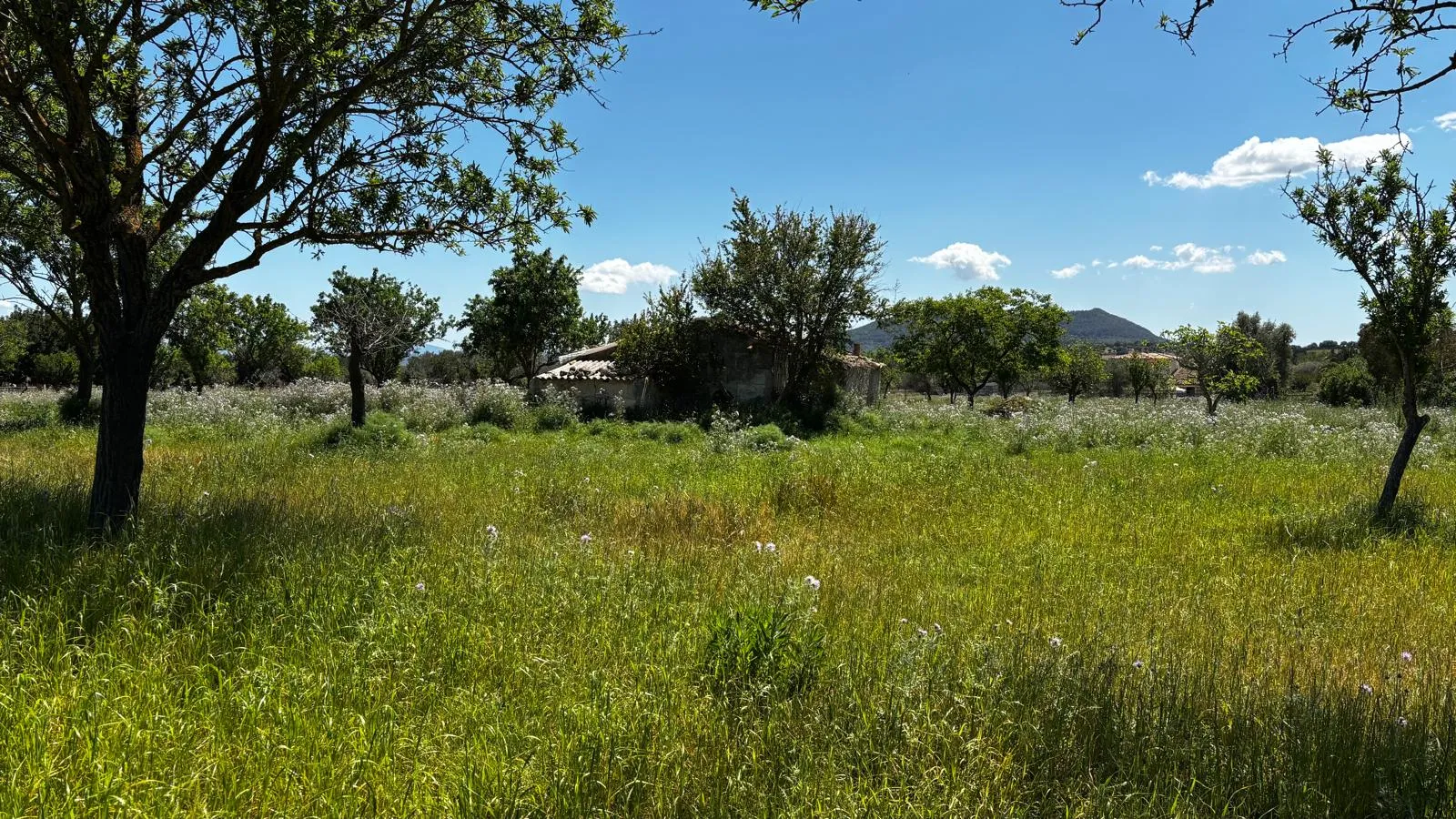 Terreno in posizione tranquilla tra Moscari e Selva-9