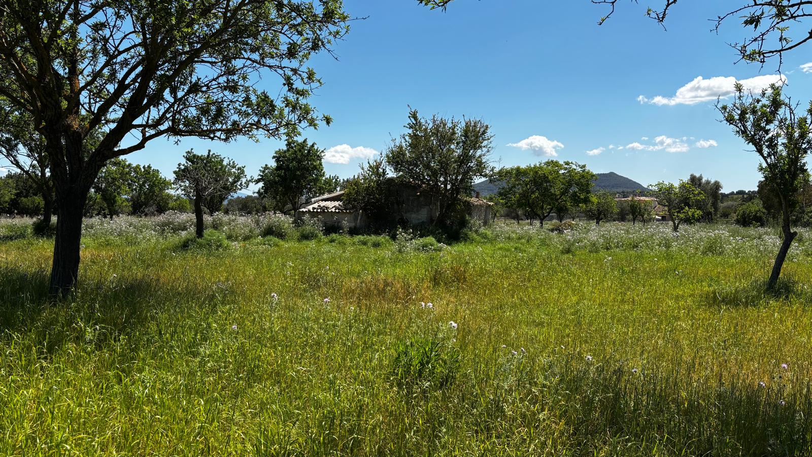 Terreno in posizione tranquilla tra Moscari e Selva-9