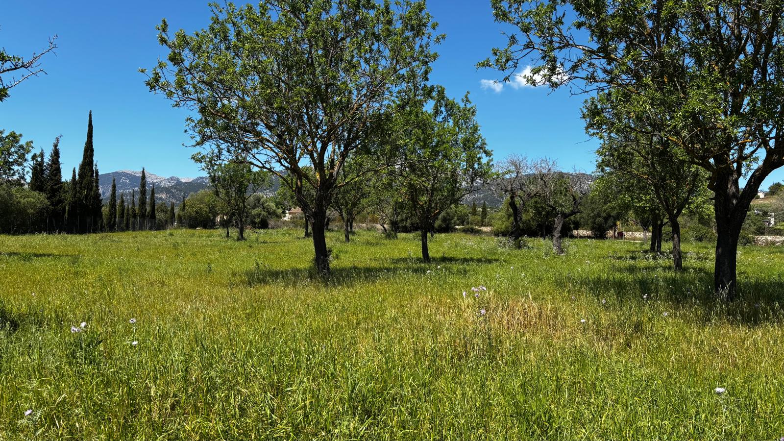 Terreno in posizione tranquilla tra Moscari e Selva-8