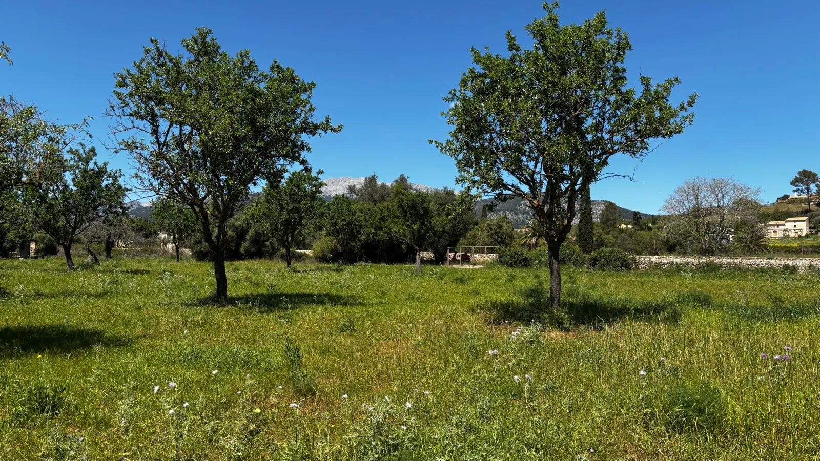 Plot in Peaceful Location Between Moscari and Selva-7