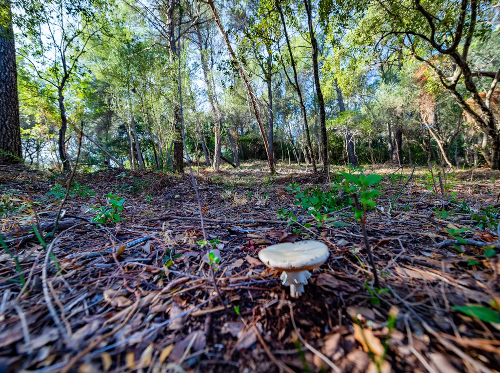 Bouwperceel te koop met uitzicht op de bergen in Crestatx-4