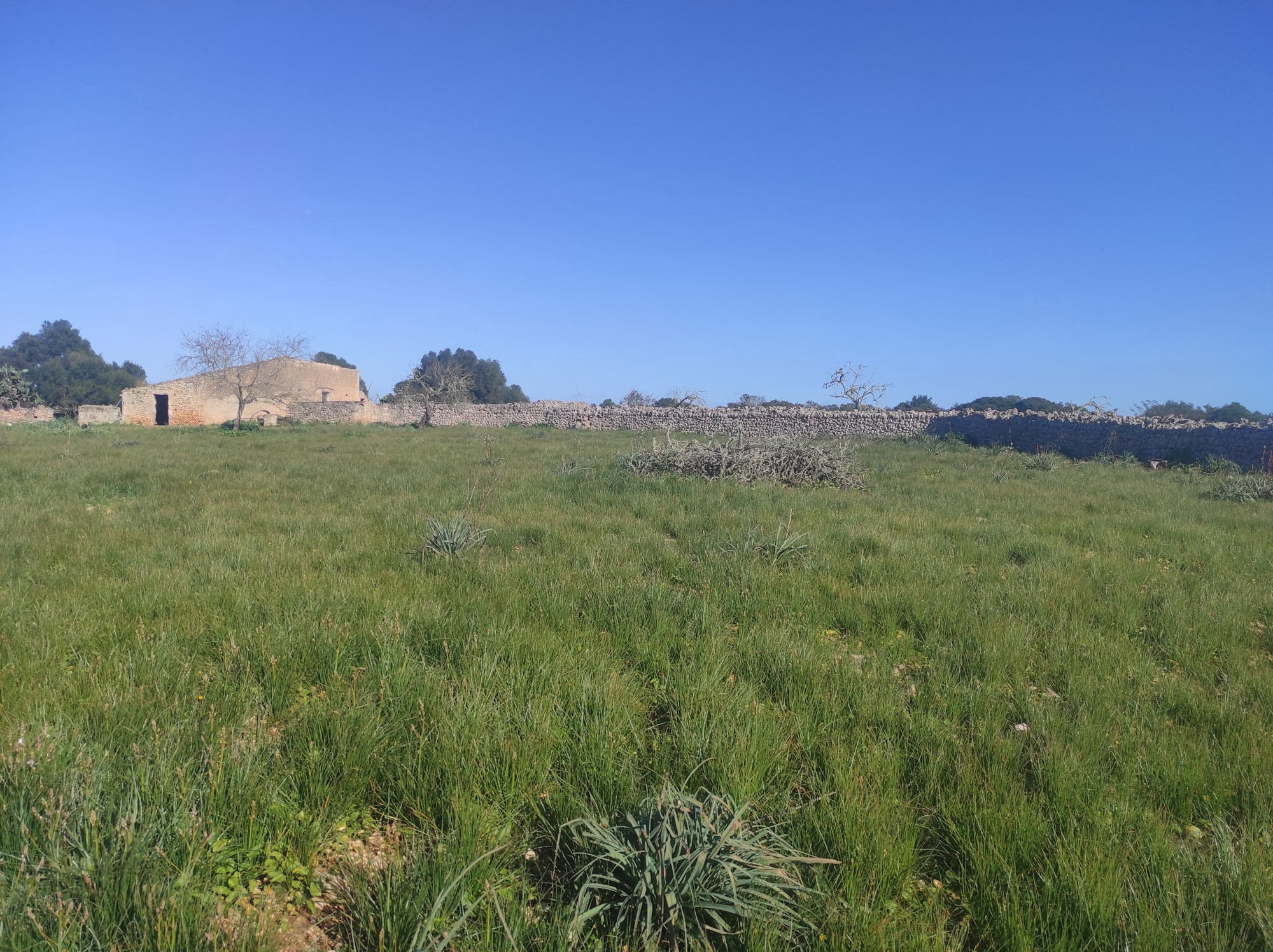 Gran terreno en Ariany