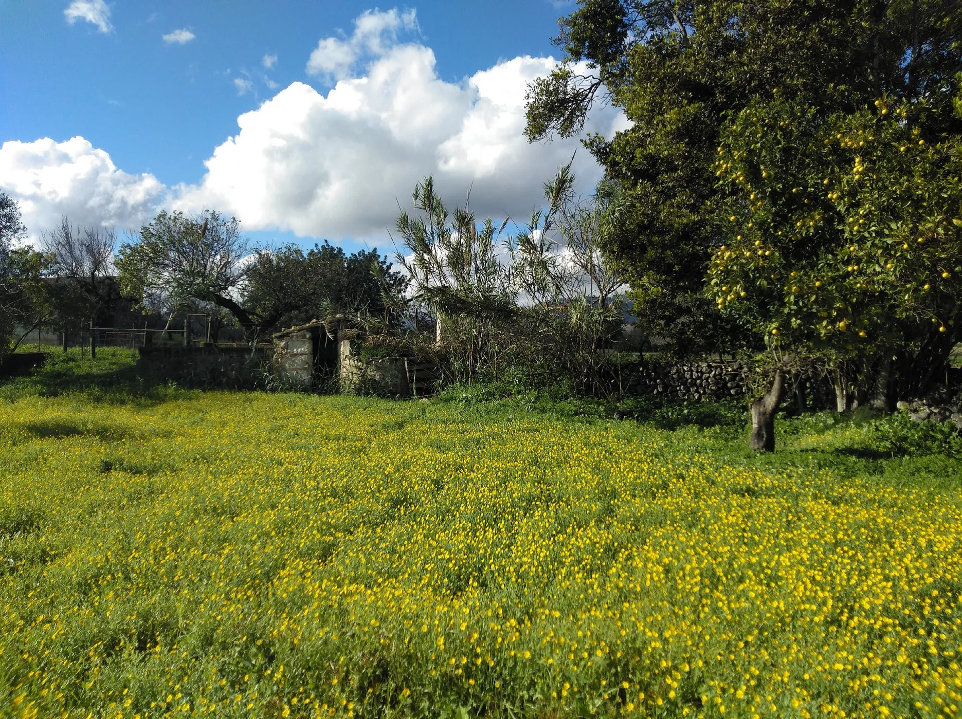 Fantastic Rustic Plot with Views of the Tramuntana-4