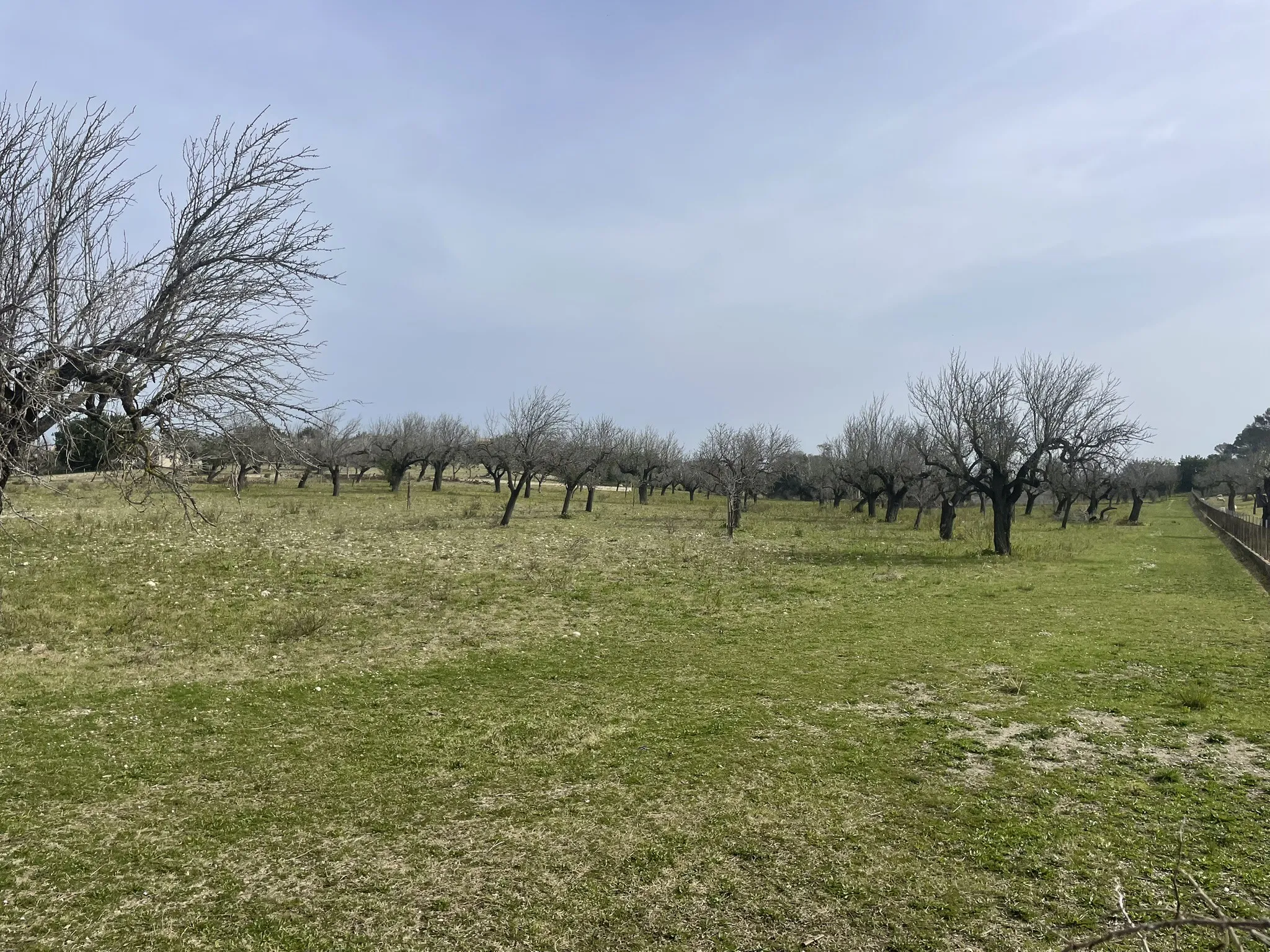Fantastic Rustic Plot with Views of the Tramuntana-2