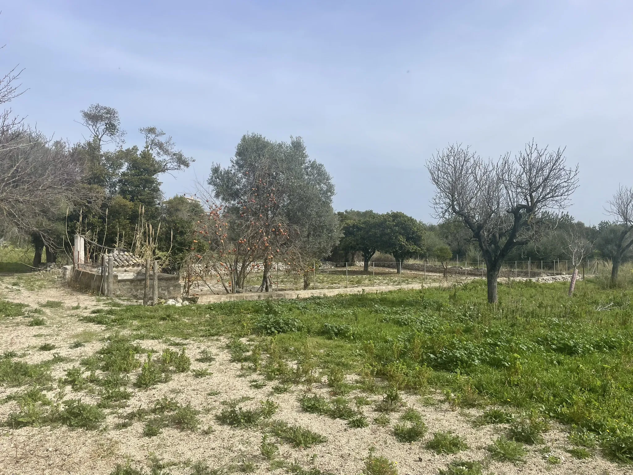 Fantastic Rustic Plot with Views of the Tramuntana-5