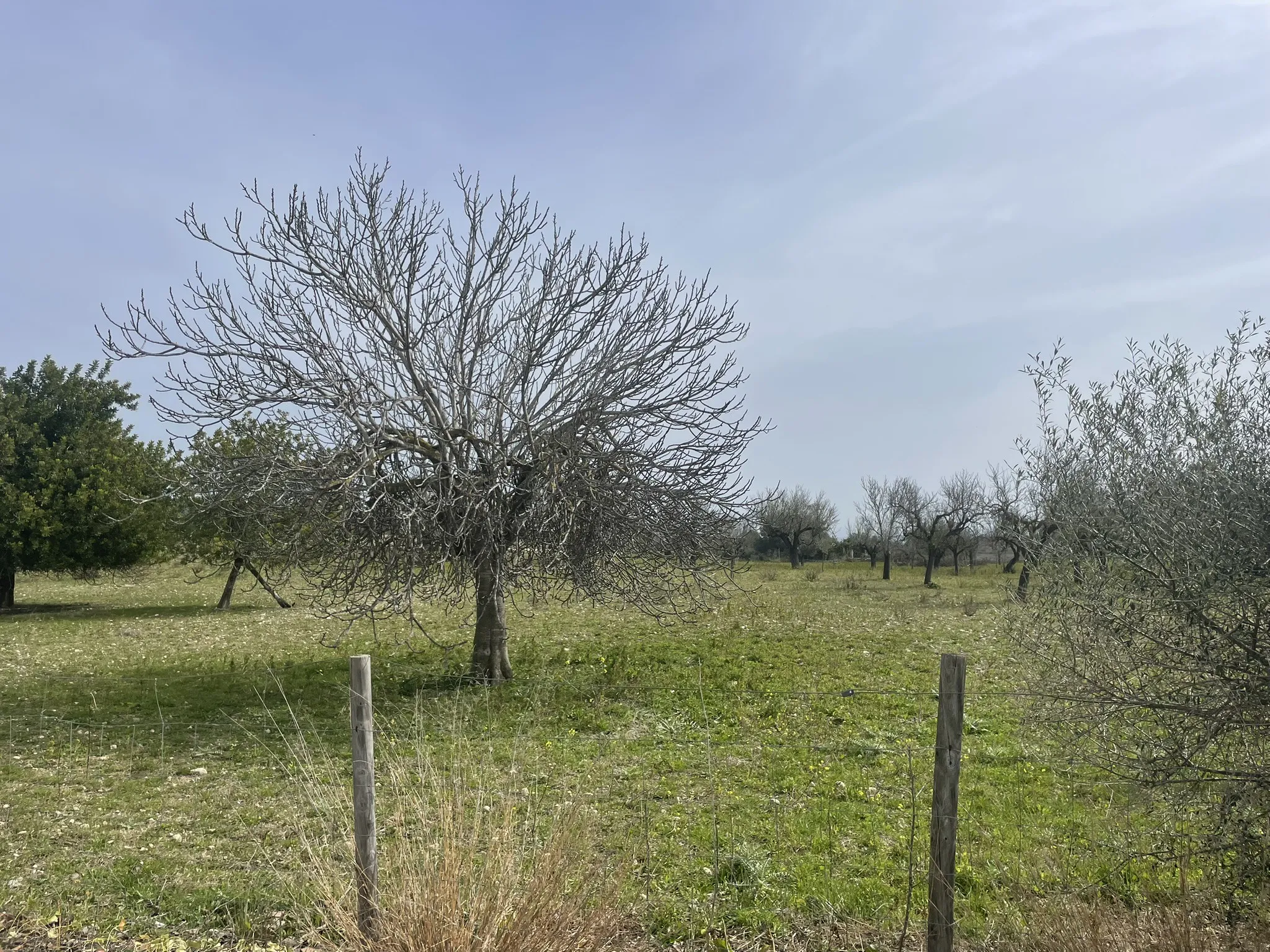 Fantastic Rustic Plot with Views of the Tramuntana-3