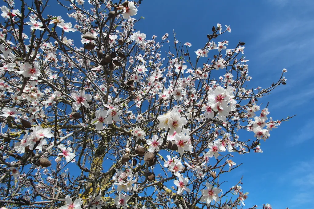 Terreno con proyecto y vista al mar-13