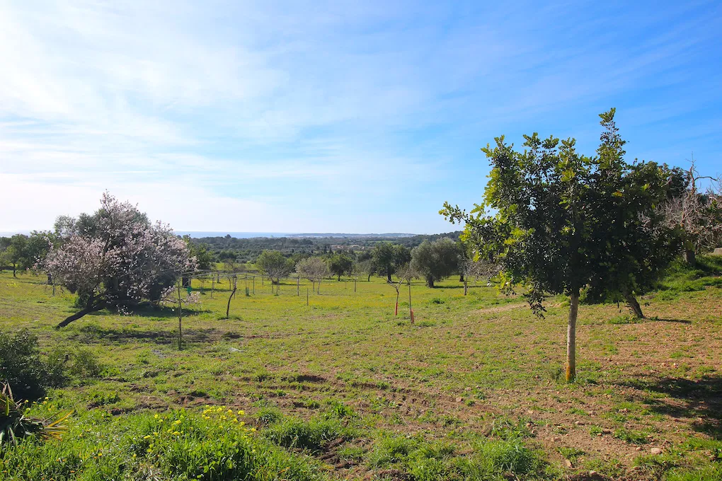 Finca avec projet et vue sur la mer près de Costa de los Pinos-2