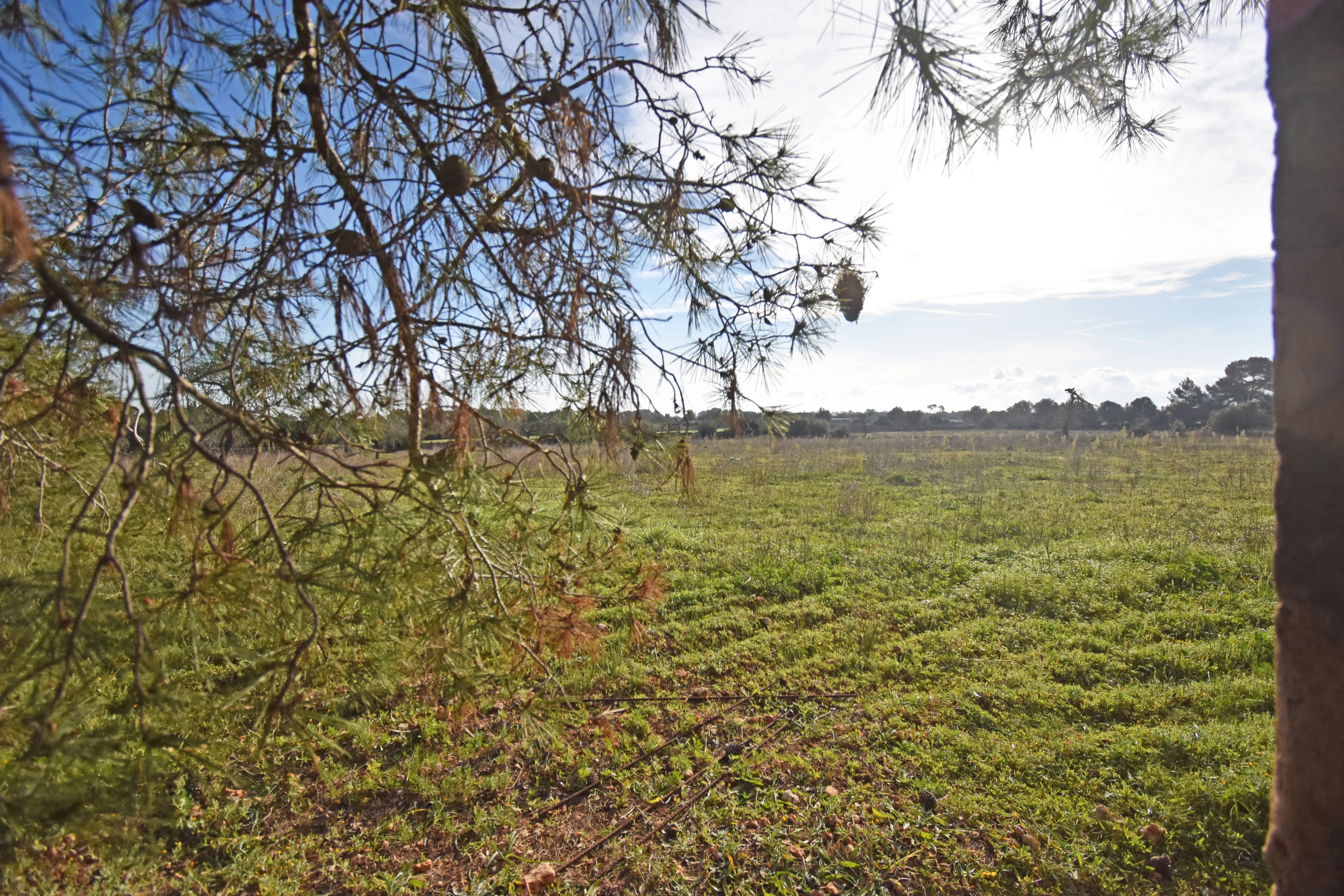 Beautiful rustic plot in Pina-1