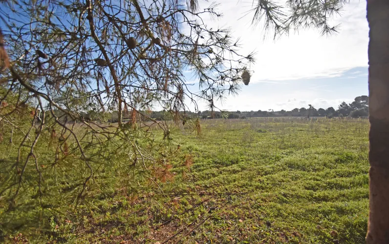 Beautiful rustic plot in Pina