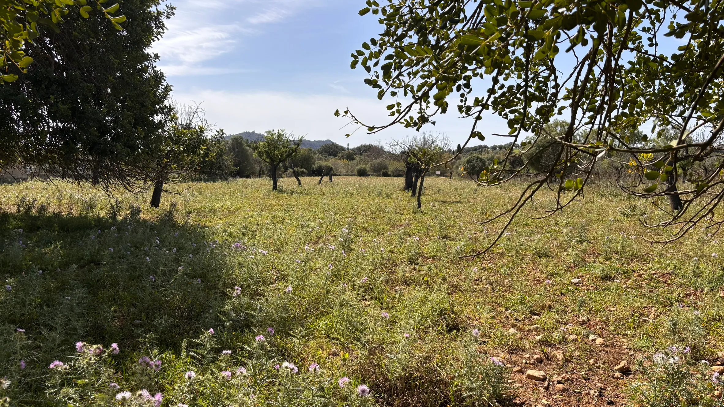 Terreno edificabile con progetto presentato a Moscari-6