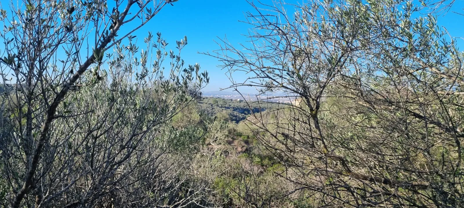 Terreny amb projecte i vistes a la badia en Son Gual-4