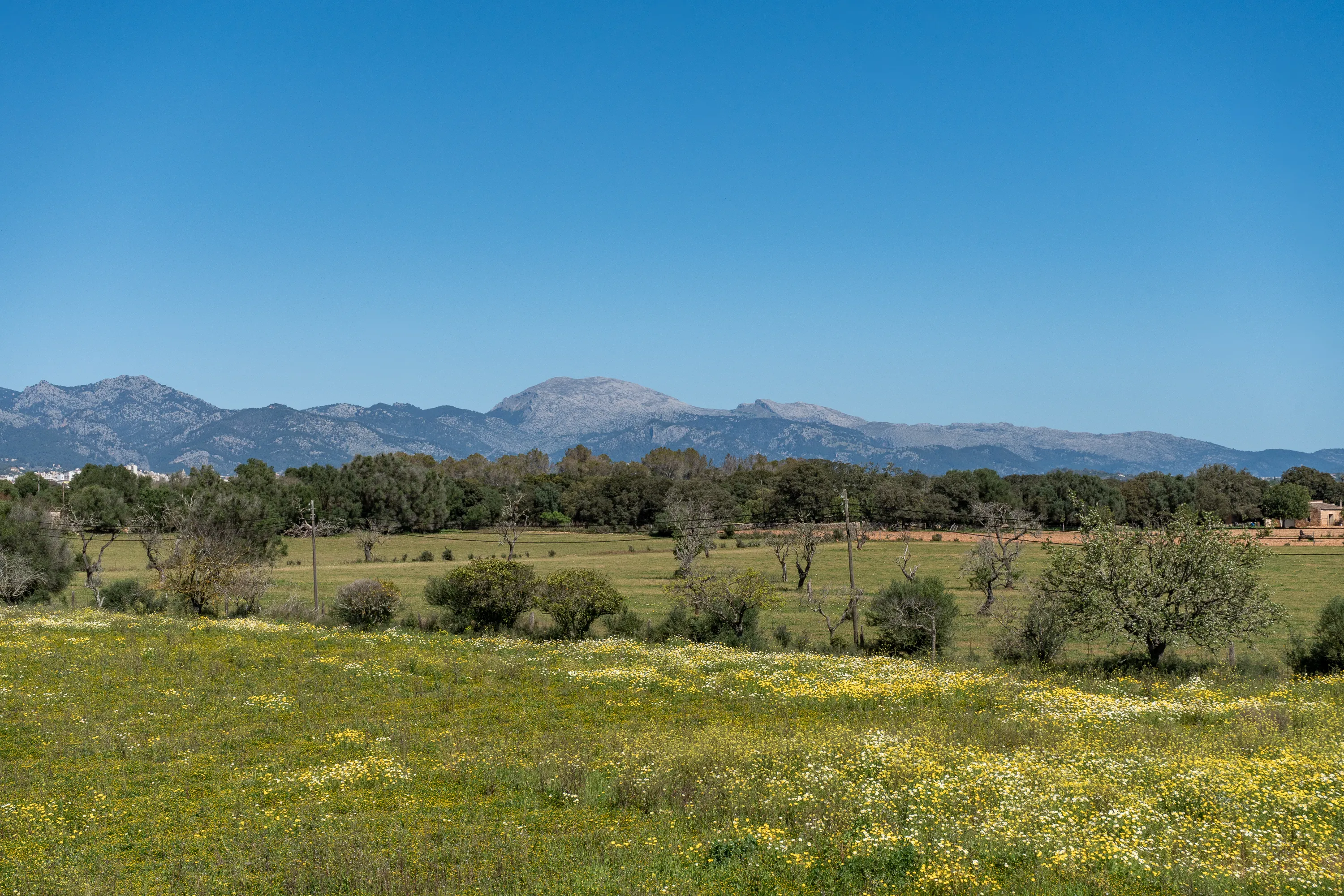 Moderne byggeprojekt - Elegant finca i Sencelles-15