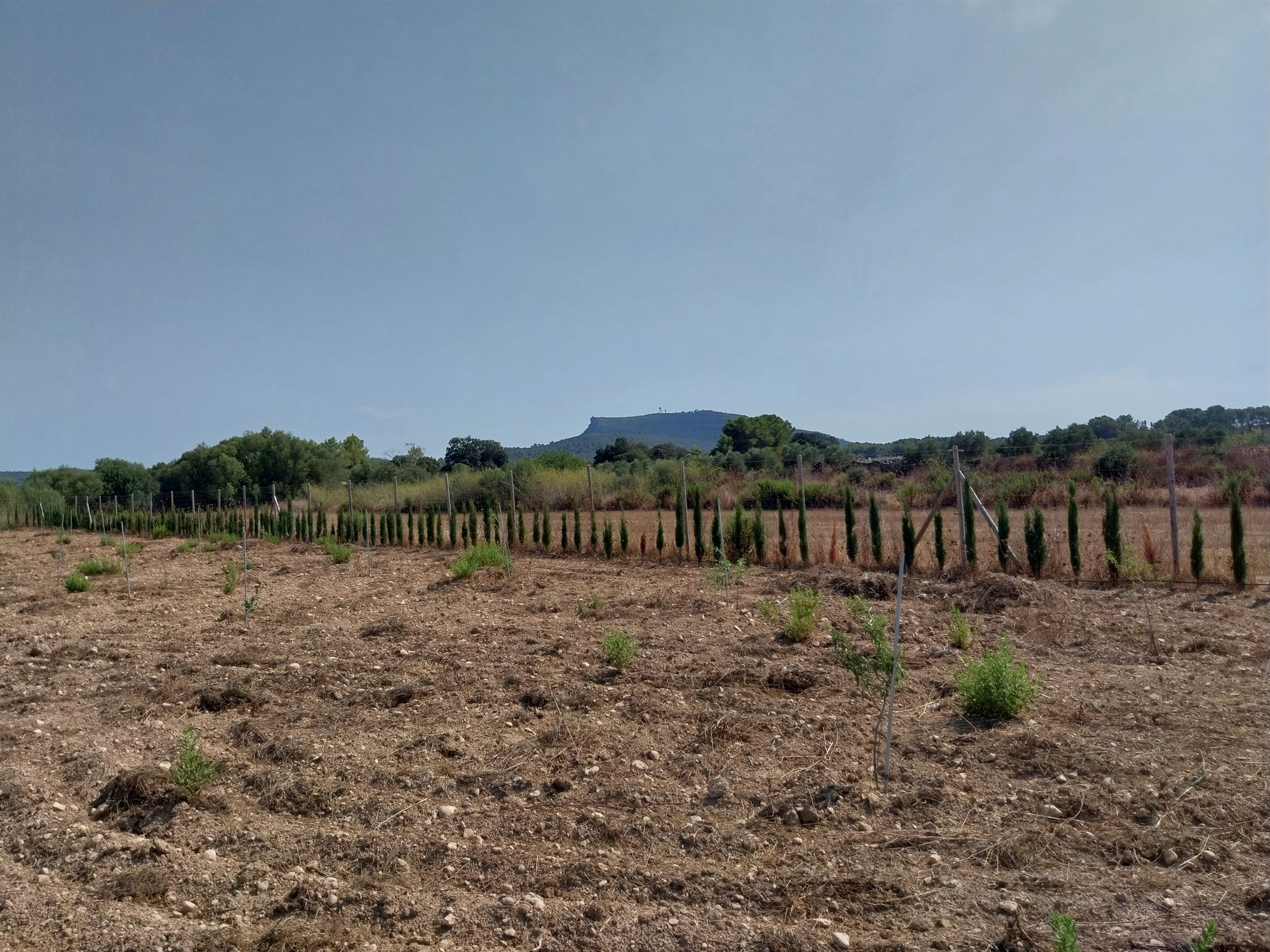 Building plot with project in Algaida-5
