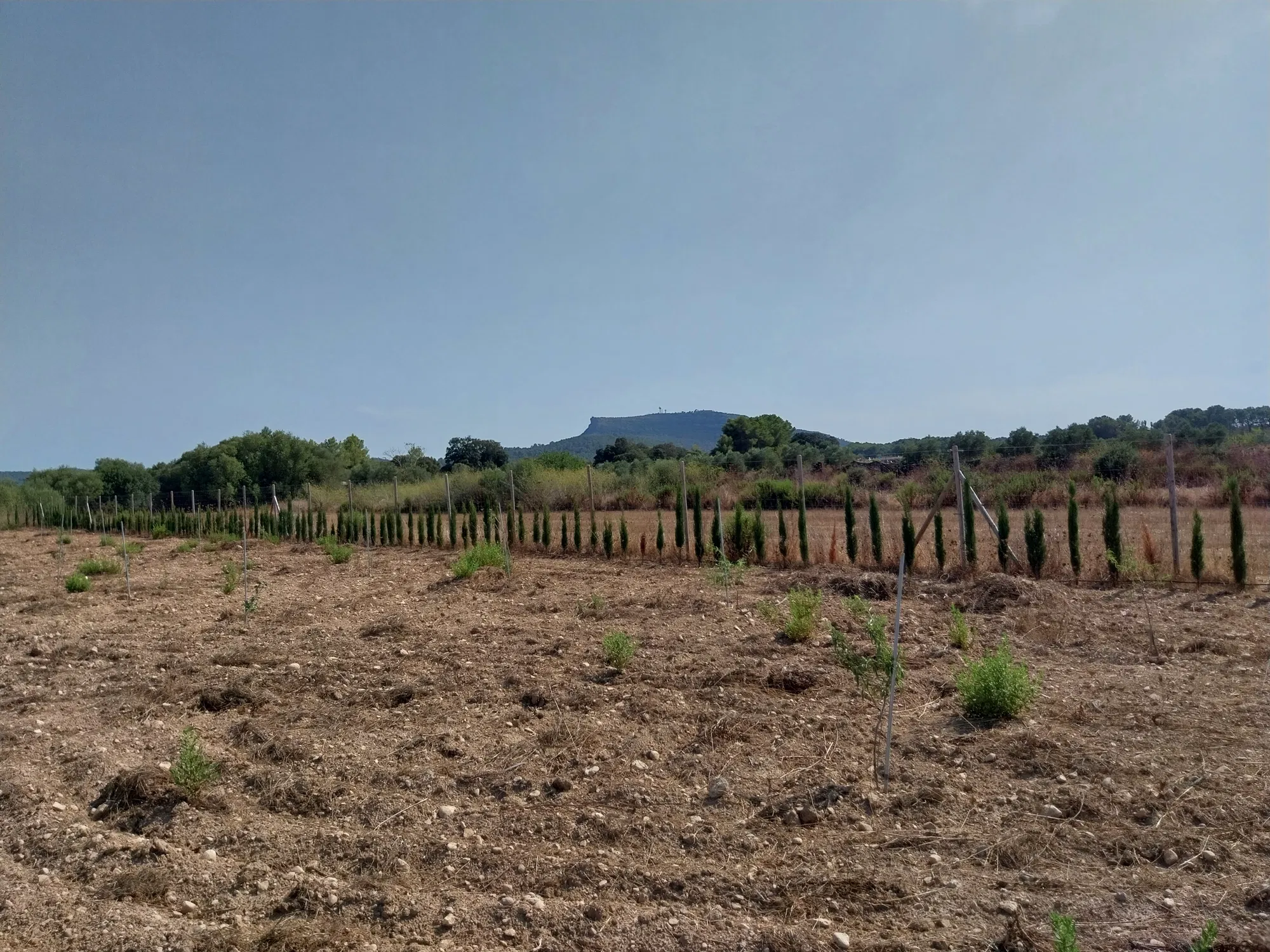 Building plot with project in Algaida-5