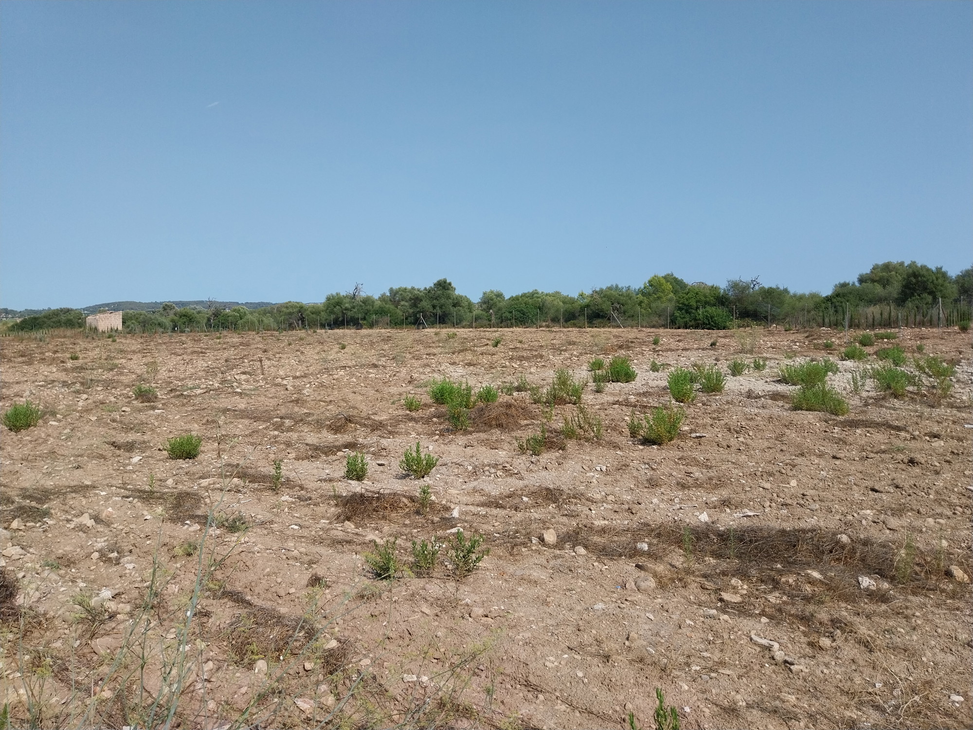Building plot with project in Algaida-6