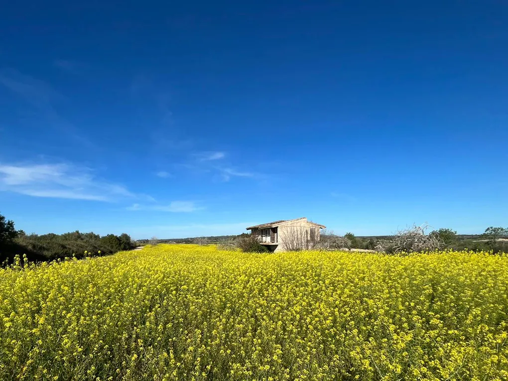 Beautiful rustic country house in Petra-14