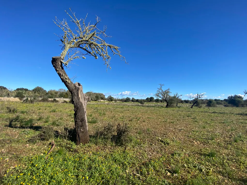 Schönes Baugrundstück ohne Genehmigung-4