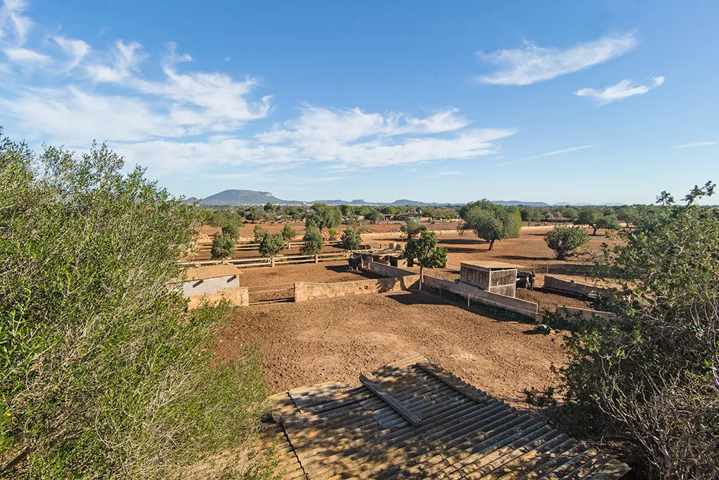 Rustic country house near Llucmajor-14