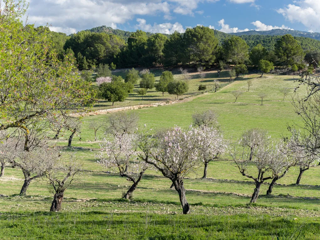 Historical property with possibilities-16