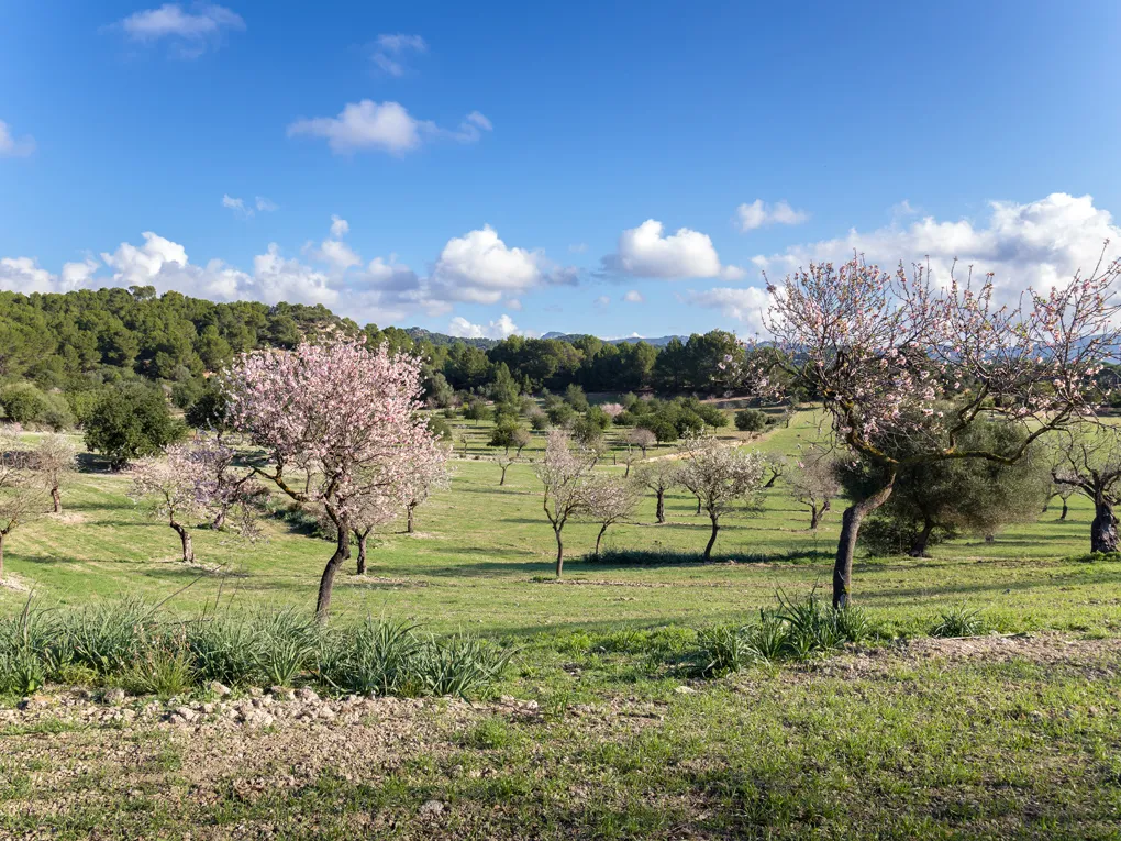 Historical property with possibilities-10