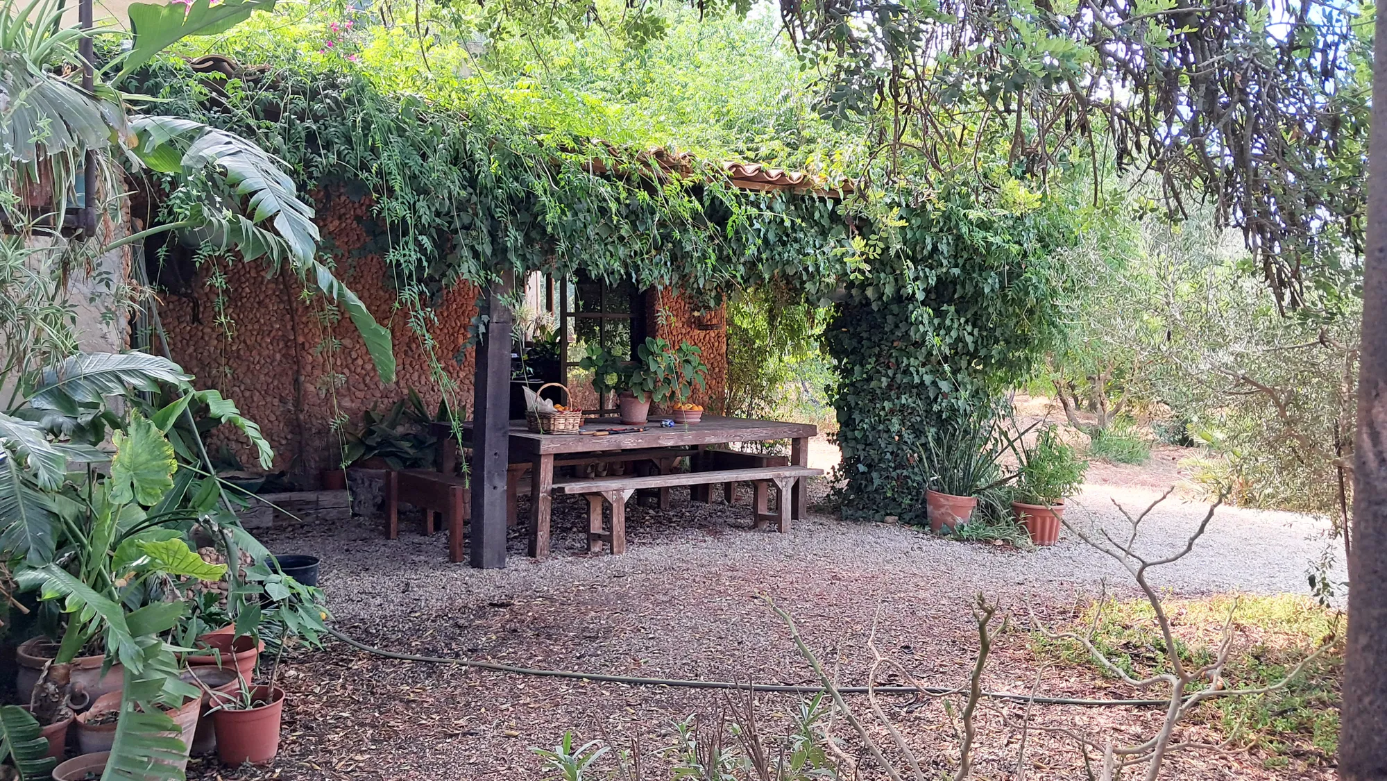 Rustic finca to reform near Santa Maria-17