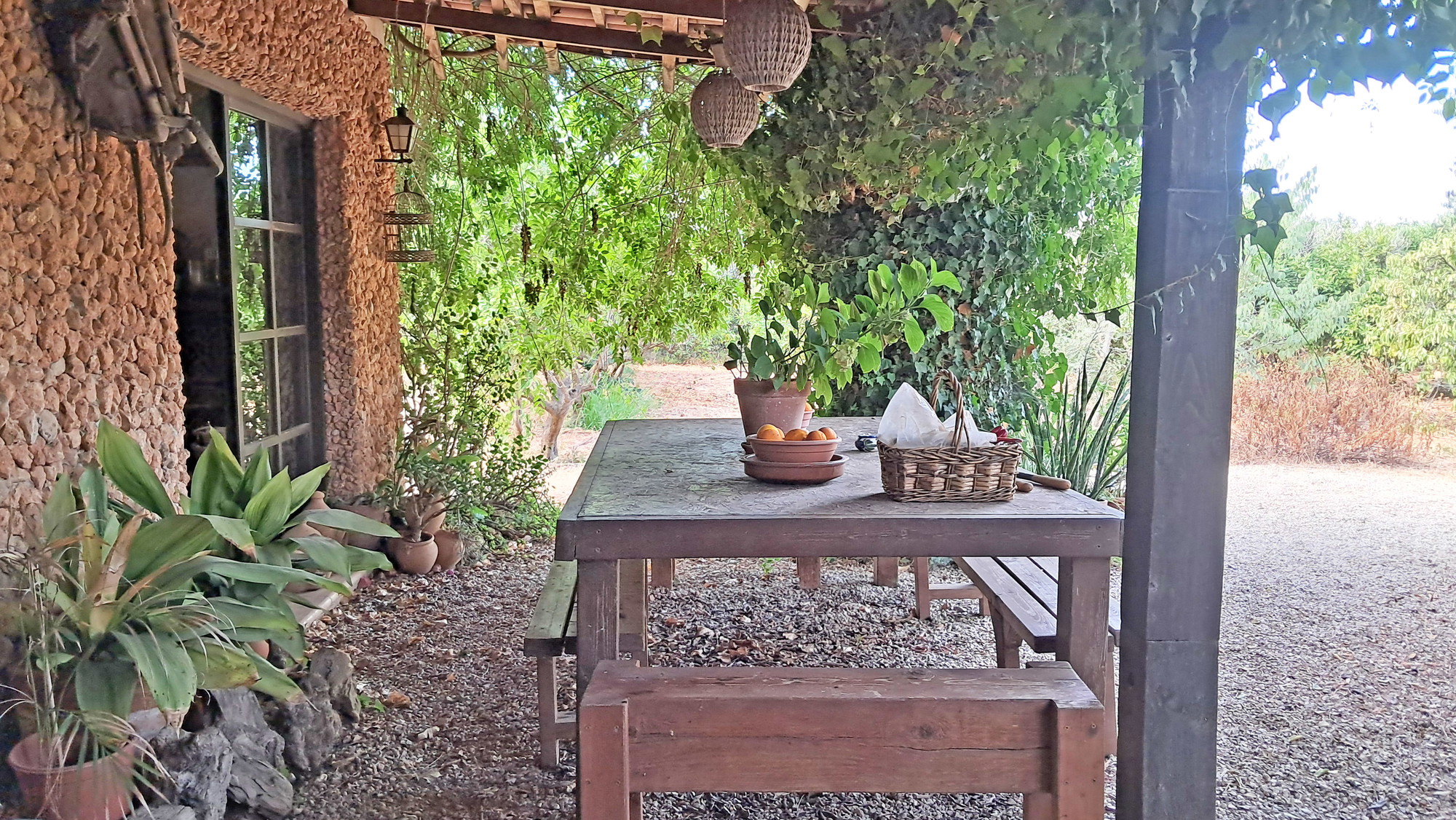 Rustic finca to reform near Santa Maria-3