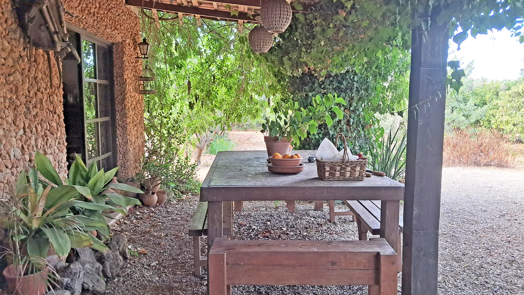 Rustic finca to reform near Santa Maria-3