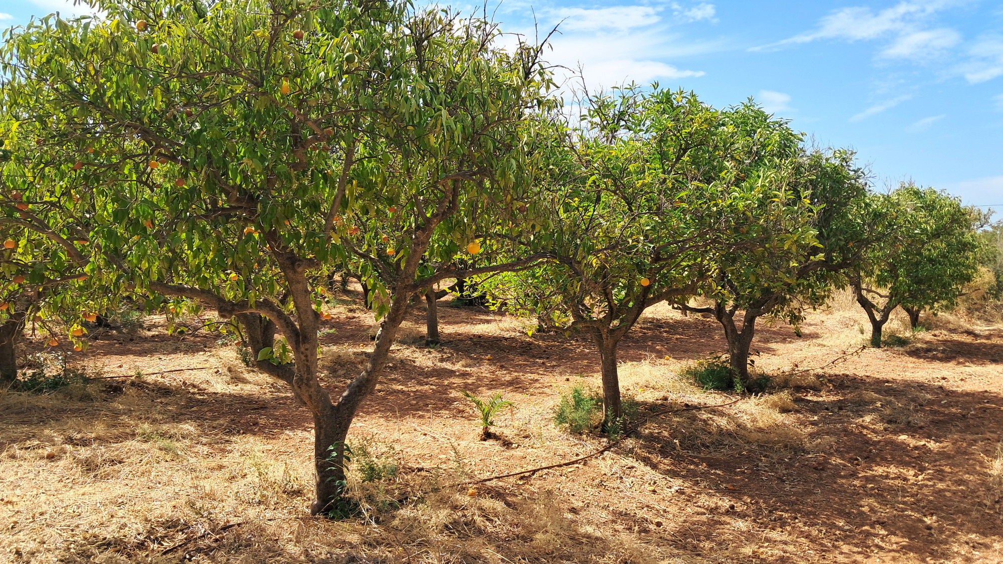 Rustic finca to reform near Santa Maria-18