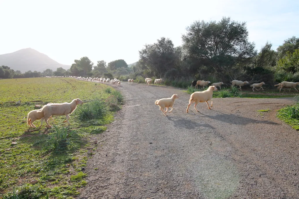 Propriété exclusive d'environ 500 ha avec vue panoramique sur Majorque-8