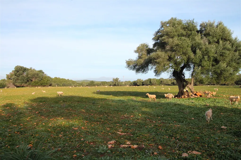 Propriété exclusive d'environ 500 ha avec vue panoramique sur Majorque-9
