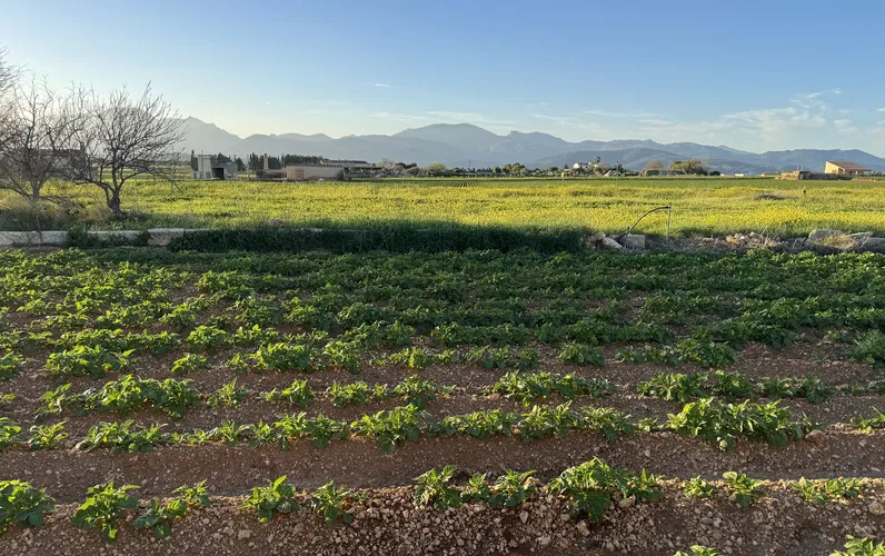 Dwie działki na sprzedaż w Sa Pobla, Majorka - Panoramiczne widoki na góry i wioskę