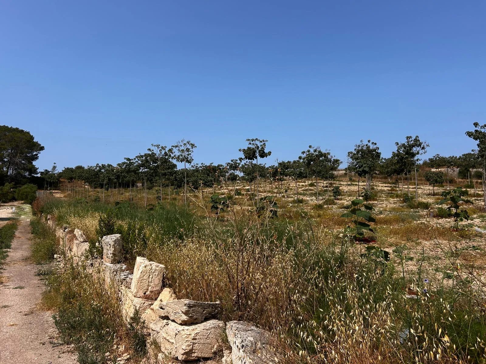 Terreny edificable situat en un entorn idíl·lic-1