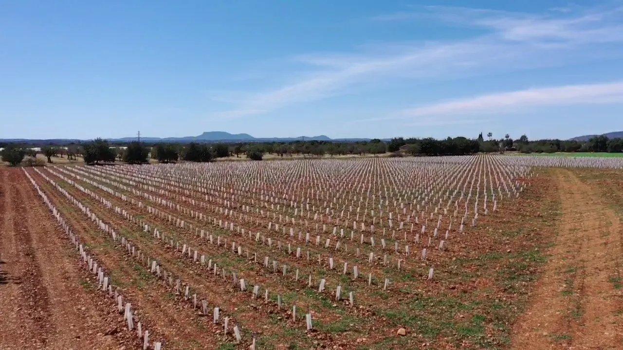Modern finca-project met wijngaarden en uitzicht op het platteland-11