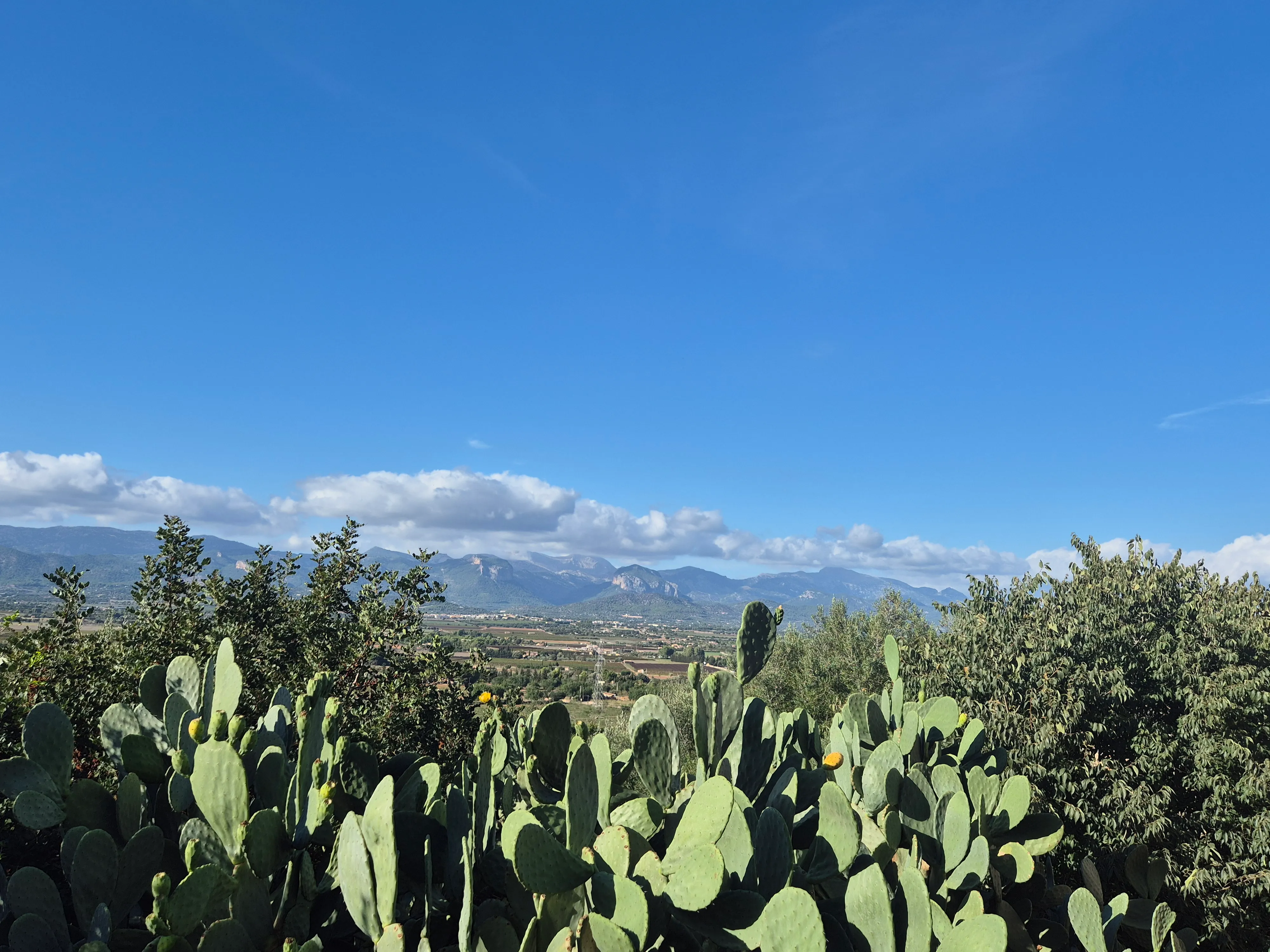 Property with building permission and wonderful view near Santa Maria-4