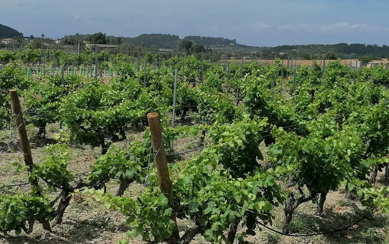 Piękna działka z winnicą do budowy finca w pobliżu Porreres
