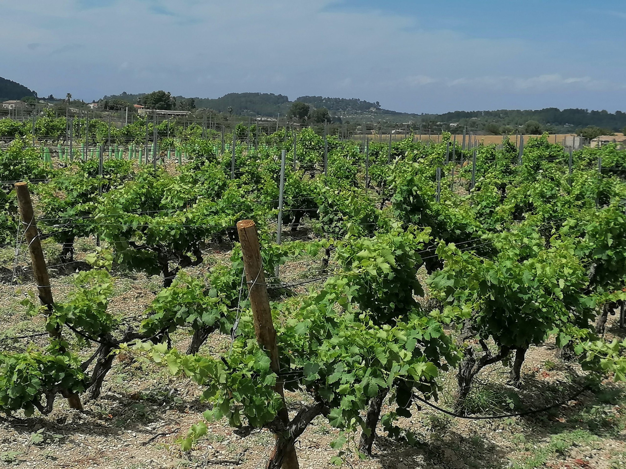 Mooi perceel met wijngaard om een finca op te bouwen in de buurt van Porreres