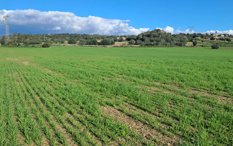Urocza działka z pozwoleniem na budowę między Llubí i Maria de la Salut