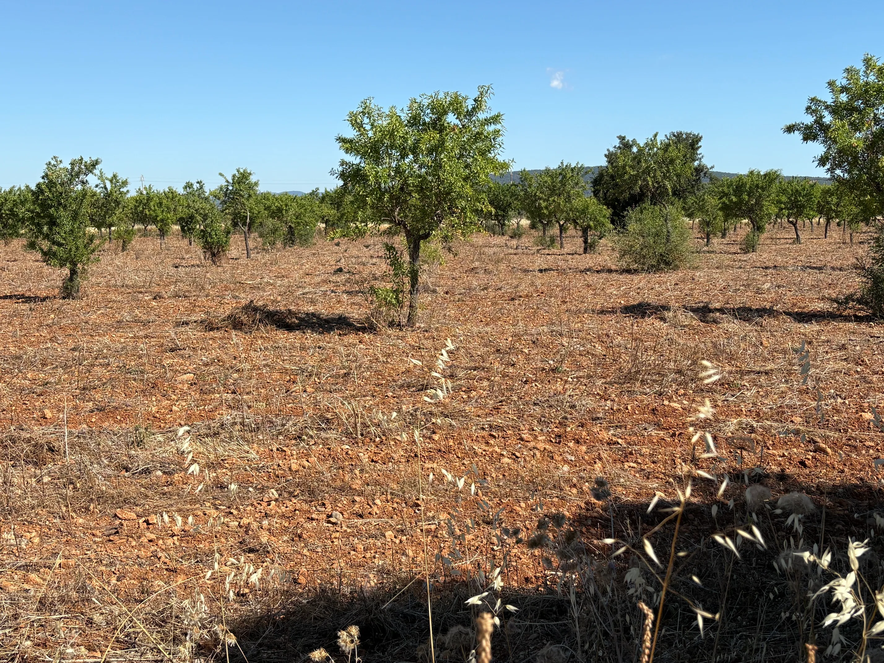 Building plot in prime location in Santa María del Camí-8