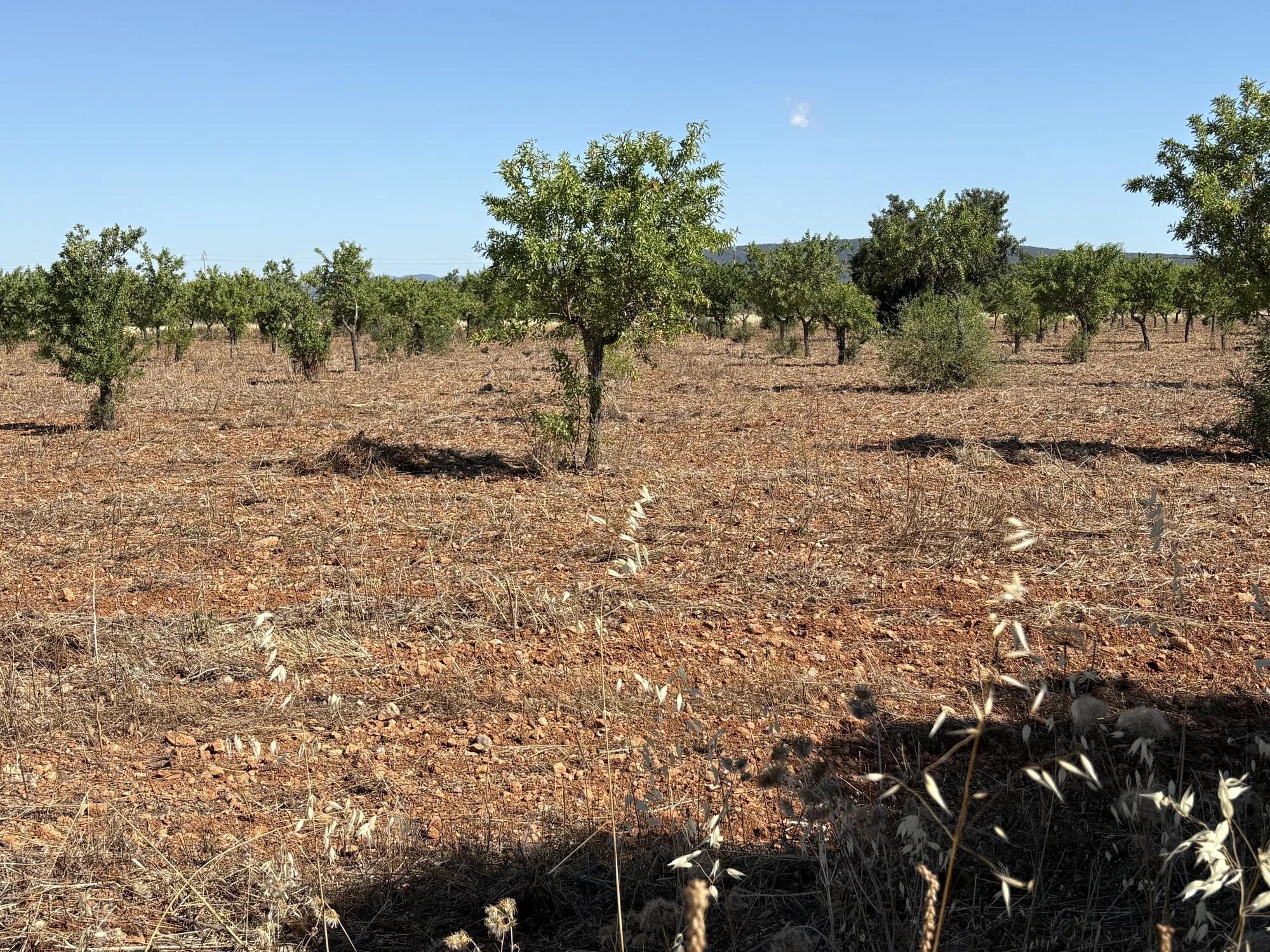 Building plot in prime location in Santa María del Camí-8