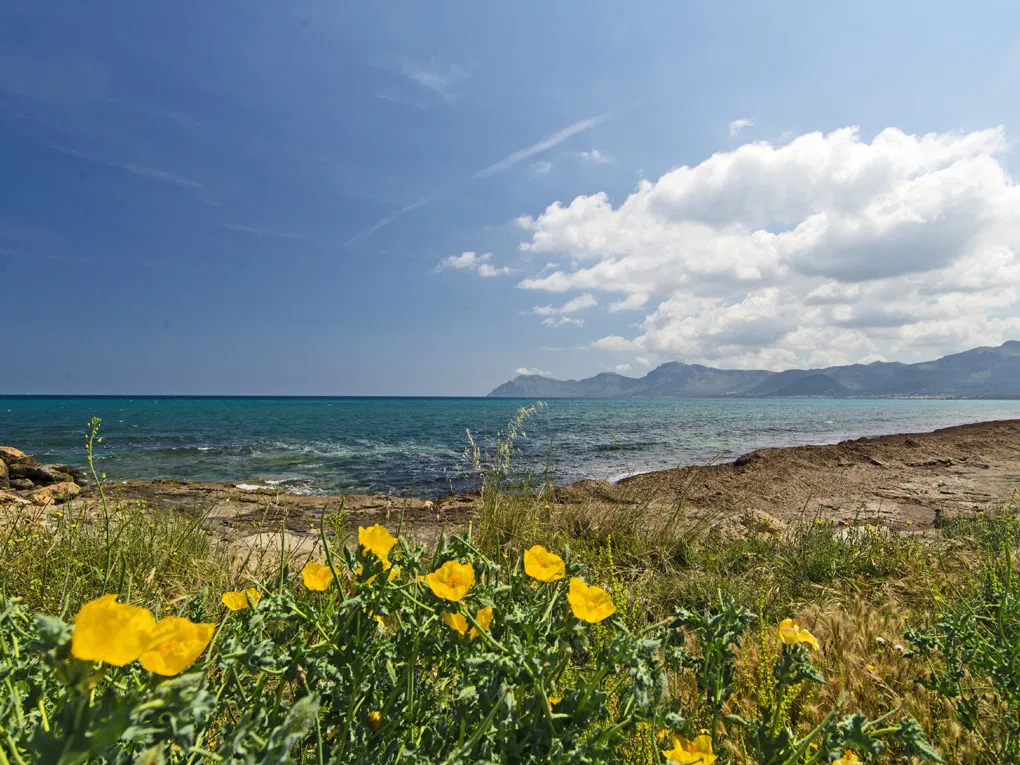 Exclusive semi-detached villa project with a pool, just a few meters from the sea in Son Serra de Marina-7