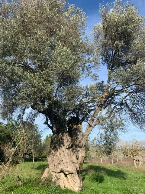 Красивый участок с проектом здания и панорамным видом на
залив Польенса-6