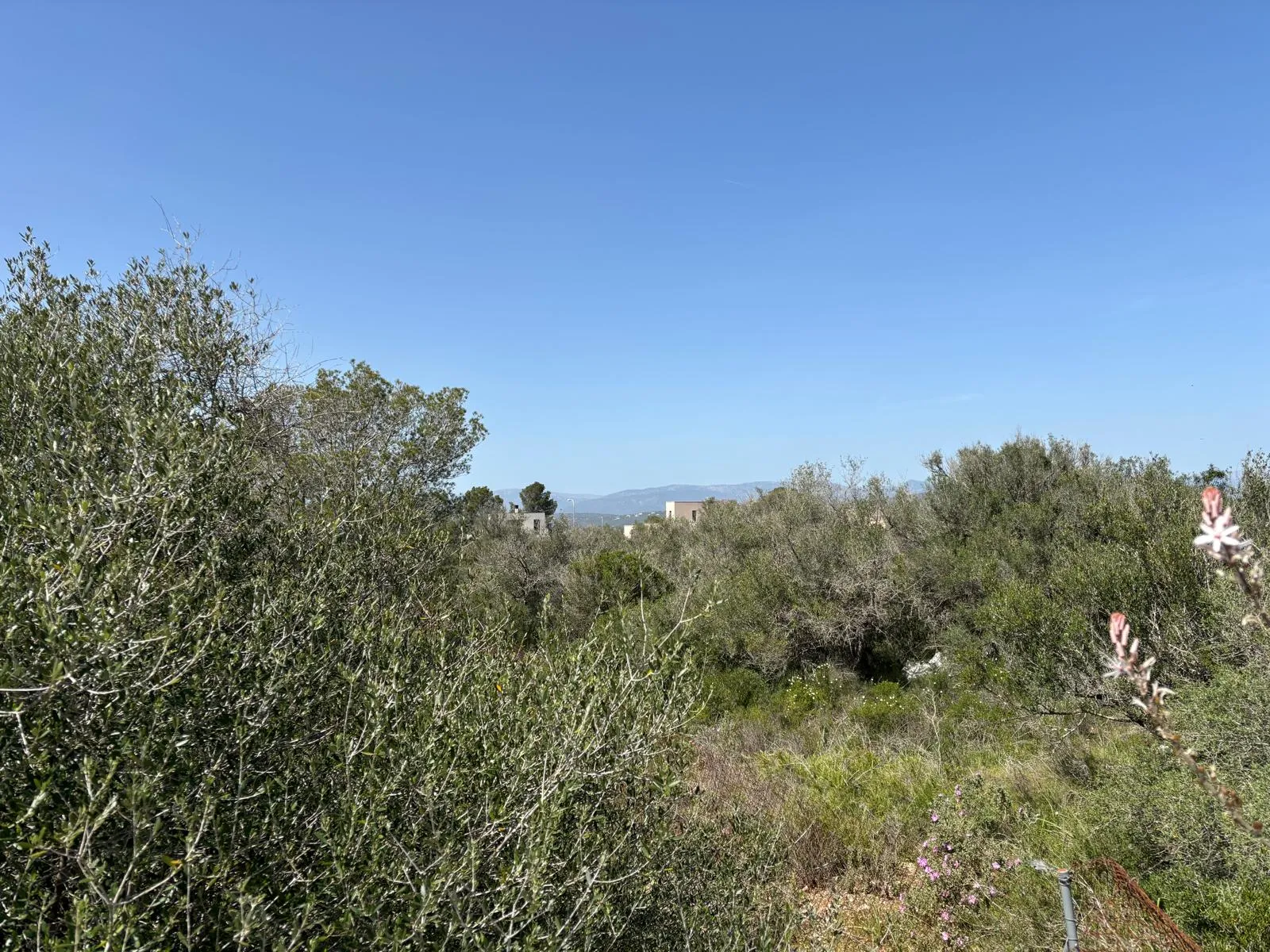 Investment opportunity in Son Gual: Nature and unobstructed views-2