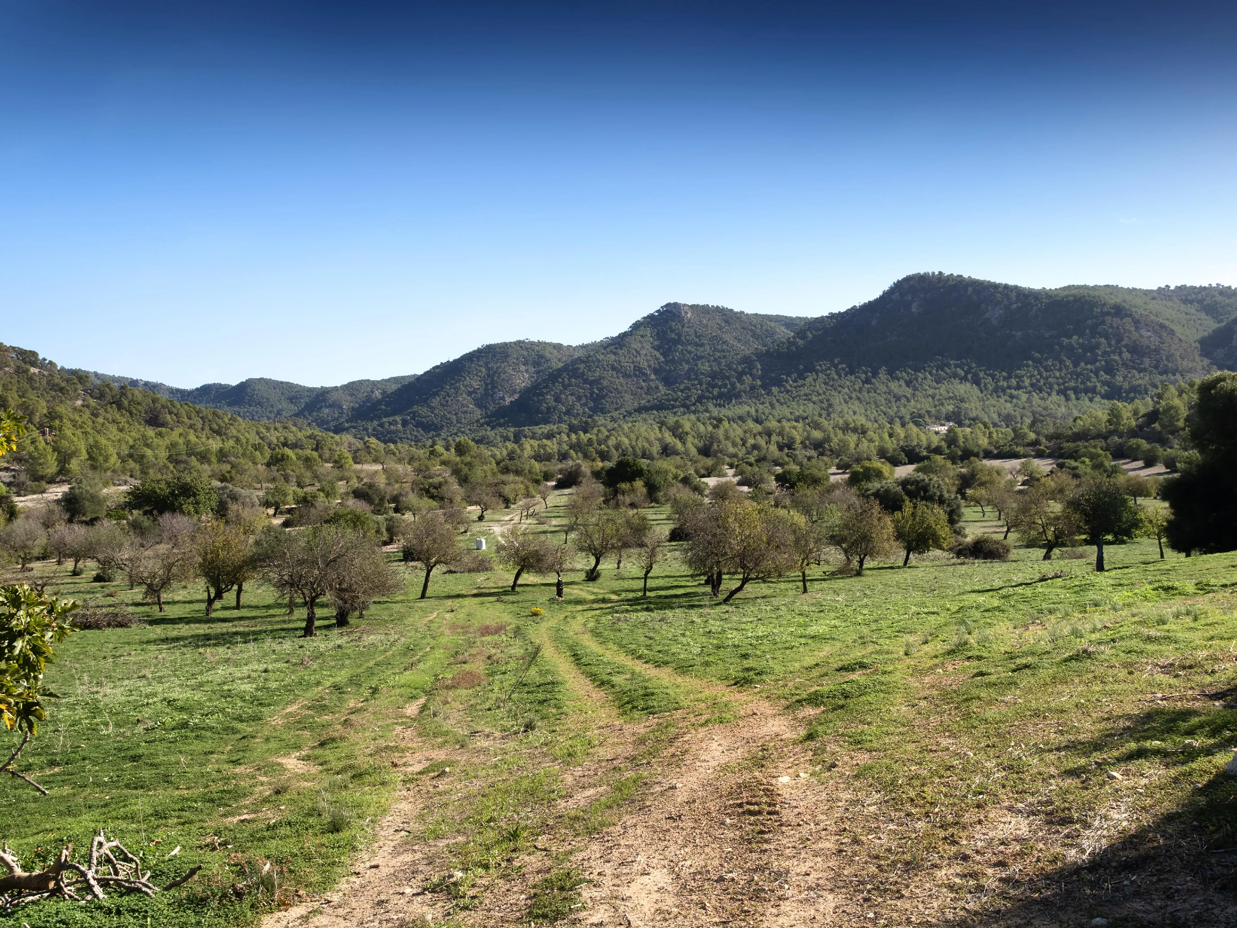 Auténtica possessió mallorquina con vistas panorámicas hasta el mar – una finca histórica con alma y potencial-25