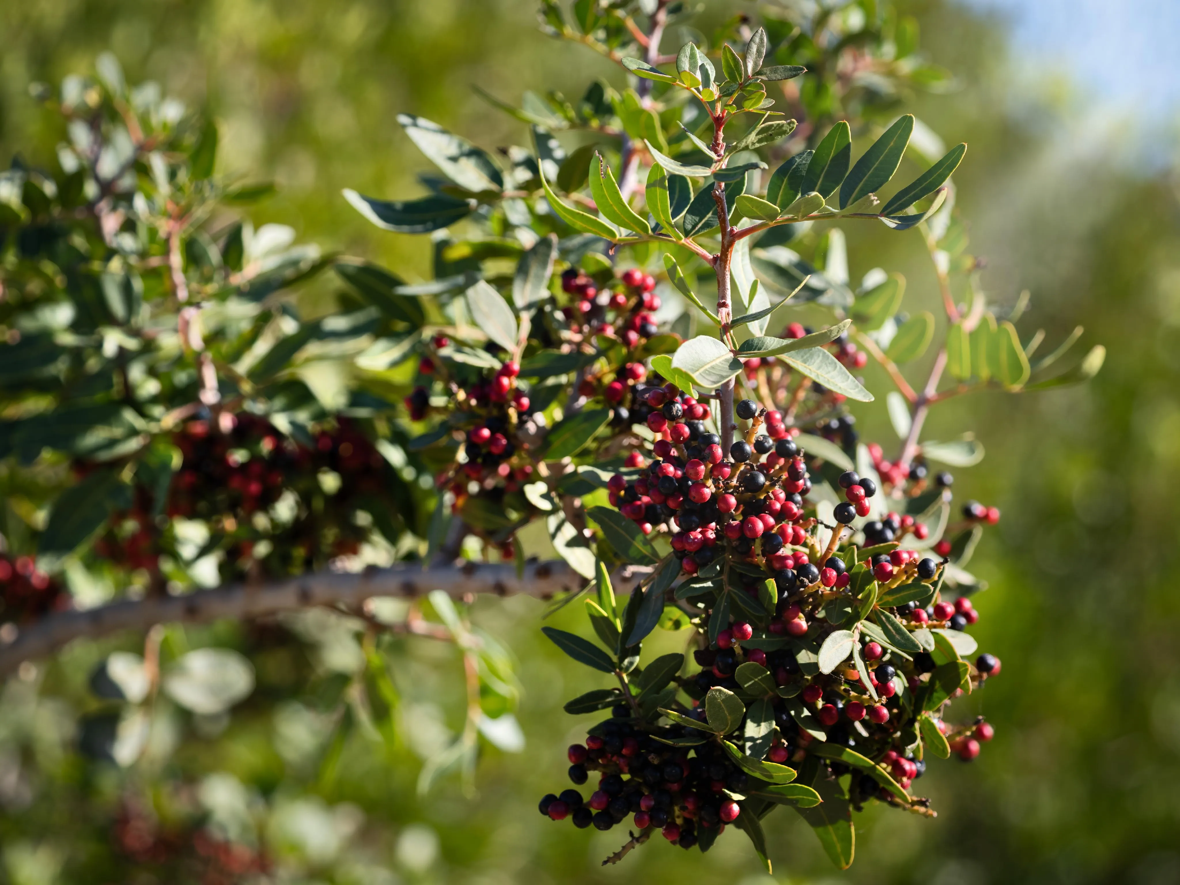 Auténtica possessió mallorquina con vistas panorámicas hasta el mar – una finca histórica con alma y potencial-21