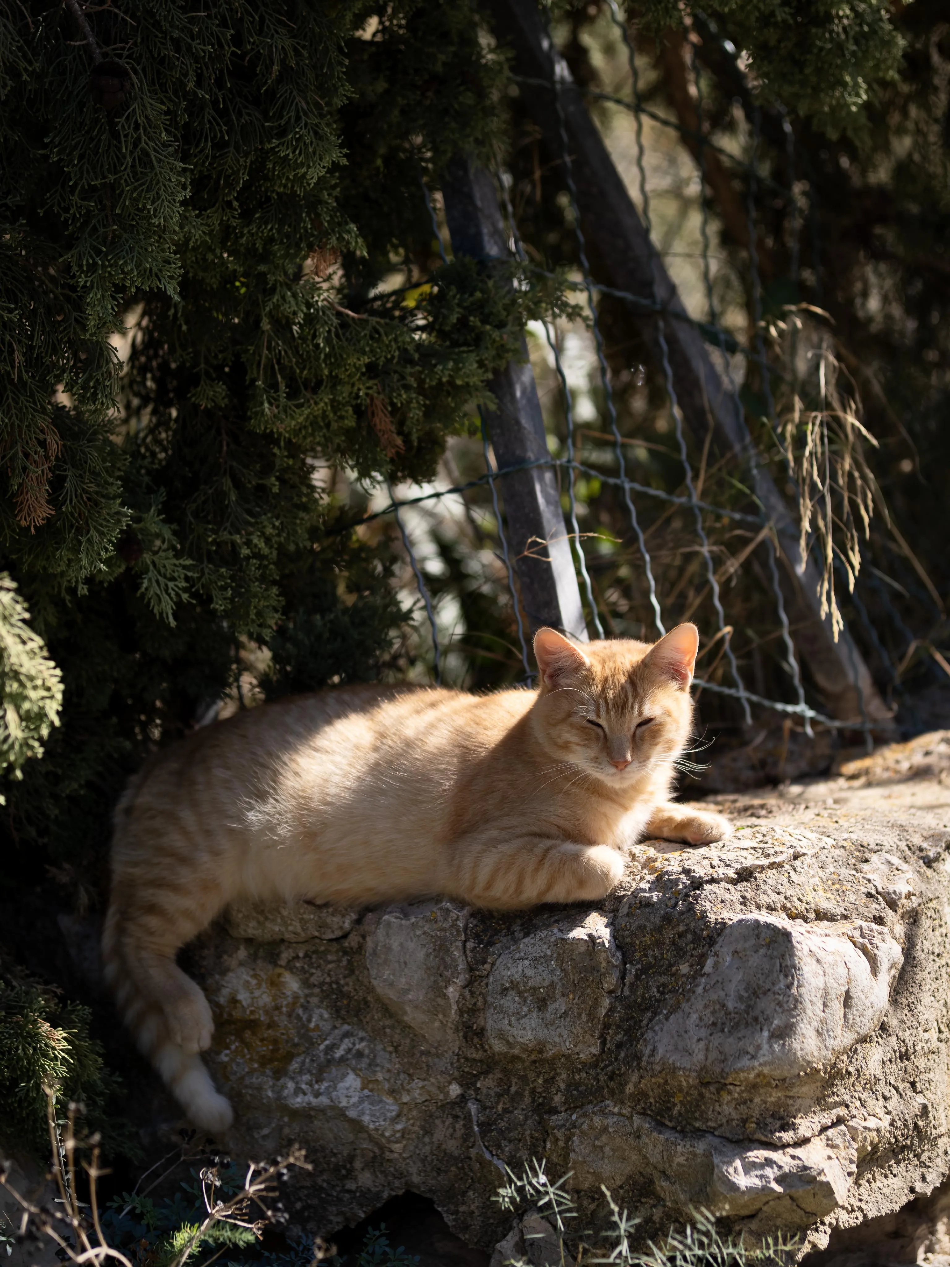 Auténtica possessió mallorquina con vistas panorámicas hasta el mar – una finca histórica con alma y potencial-23