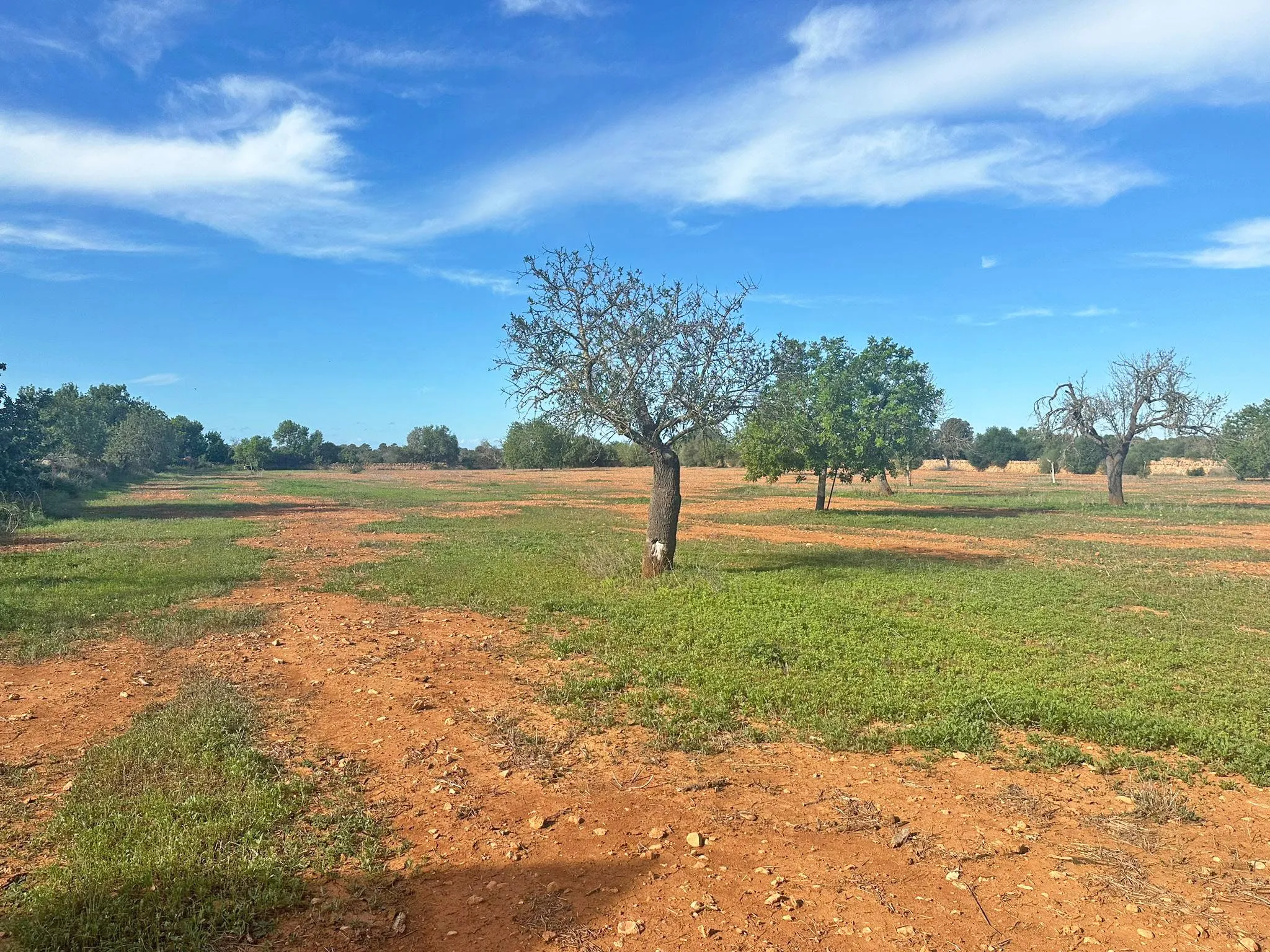 Gran terreny en Llucmajor-4