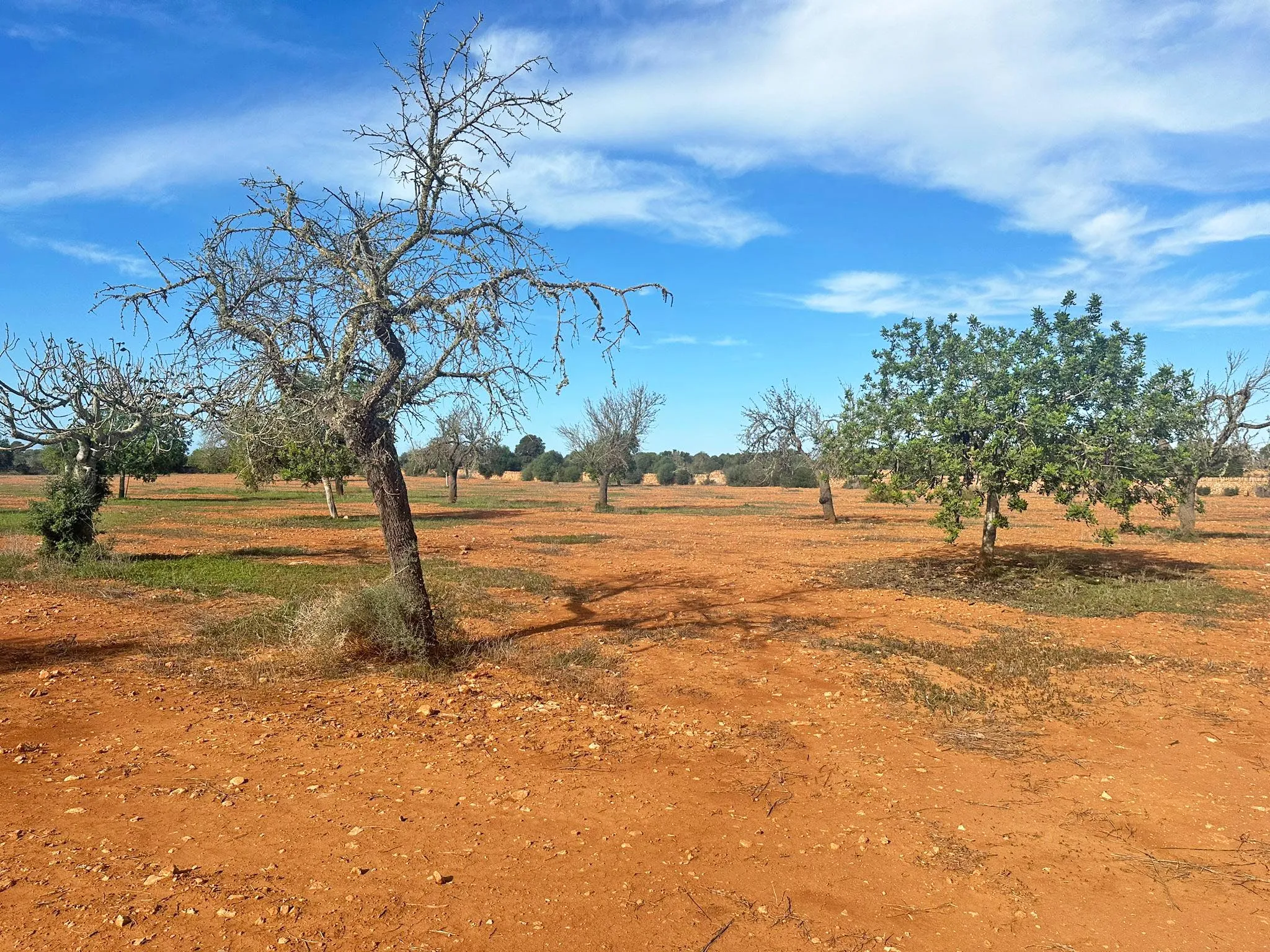 Gran terreny en Llucmajor-1