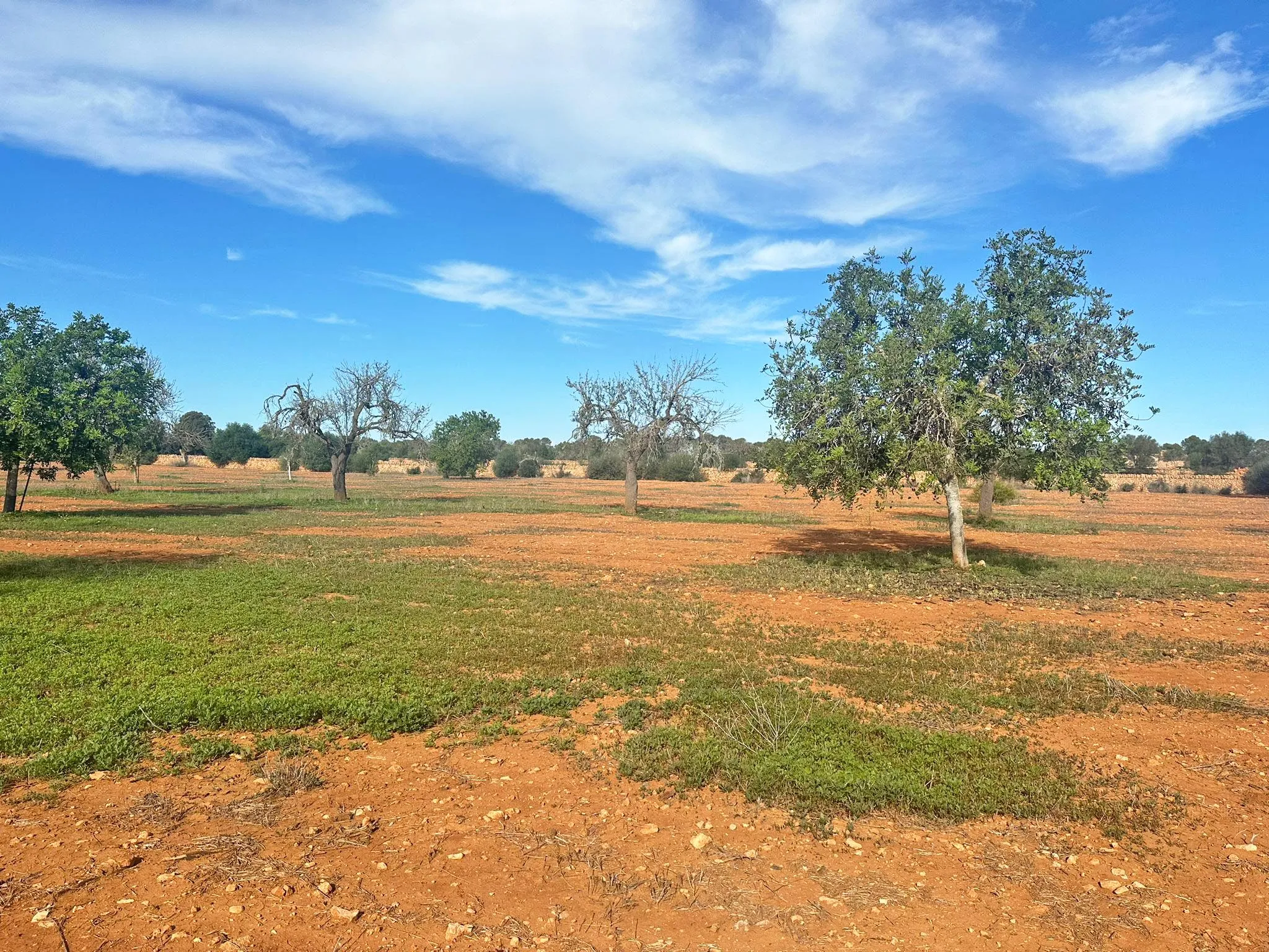 Gran terreny en Llucmajor-3